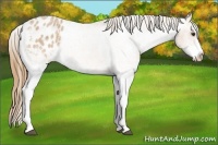 Horse Color:White Spotted Red Roan Appaloosa 