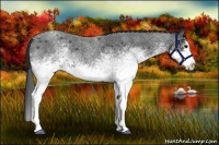 Horse Color:White Spotted Blue Roan Splash