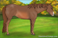 Horse Color:Chestnut Splash 
