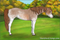 Horse Color:White Spotted Red Roan Splash