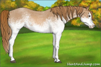 Horse Color:White Spotted Red Roan Splash