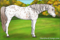 Horse Color:White Spotted Red Roan Appaloosa 