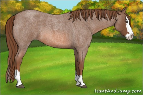 Horse Color: Liver Red Roan Splash 