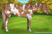 Horse Color:White Spotted Chestnut 