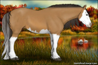 Horse Color:Buckskin Splash 