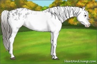 Horse Color:White Spotted Blue Roan Blanket 
