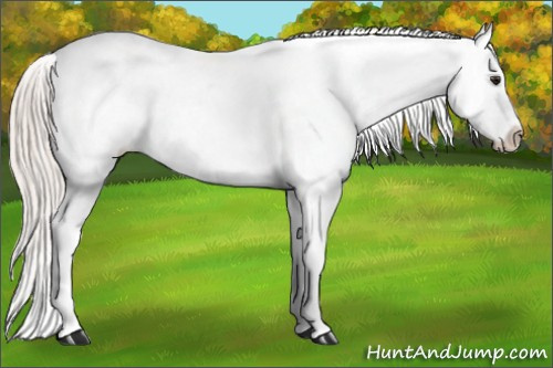 Horse Color: Silver Brown Dun Blanket 