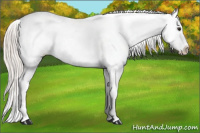 Horse Color:Silver Brown Dun Blanket 