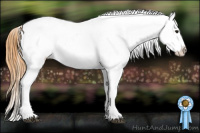 Horse Color:Buckskin Appaloosa 