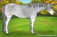 Horse Color:White Spotted Blue Roan Appaloosa