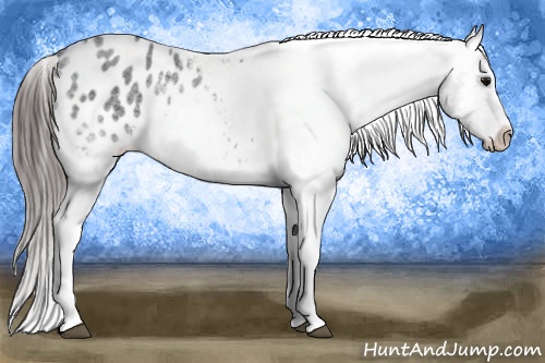 Horse Color: White Spotted Blue Roan Blanket 