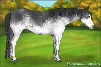 Horse Color:White Spotted Blue Roan Splash