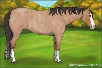 Horse Color:Bay Roan Splash
