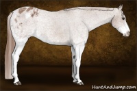 Horse Color:White Spotted Red Roan Appaloosa