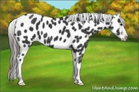 Horse Color:Black Near Leopard 