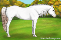 Horse Color:Chestnut Appaloosa 