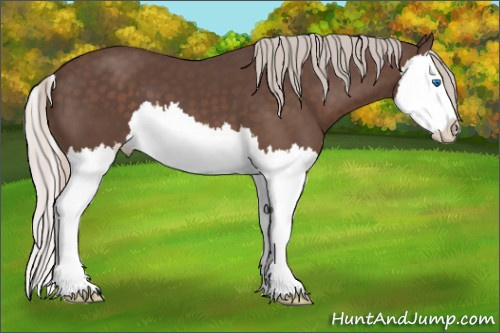Horse Color: Silver Brown Splash 