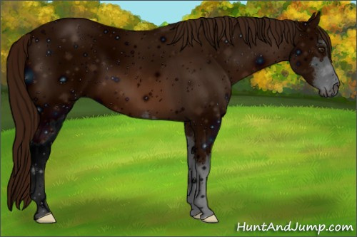 Horse Color: ERROR: UNKNOWN ANOMALY
