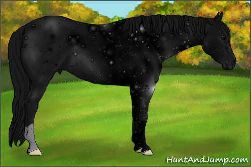 Horse Color: ERROR: UNKNOWN ANOMALY