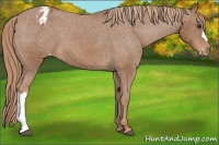 Horse Color:Chestnut Appaloosa 