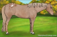Horse Color:Chestnut Appaloosa 