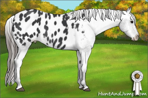 Horse Color: Black Blanket 