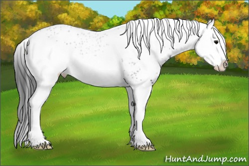 Horse Color: White Spotted Black Splash 