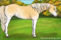 Horse Color:White Spotted Palomino 