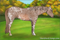 Horse Color:Chestnut Ice 