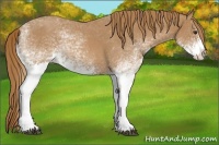 Horse Color:White Spotted Red Roan Splash 