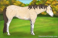 Horse Color:Amber Cream Champagne Ice Sabino 