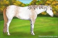 Horse Color:White Spotted Chestnut Ice 