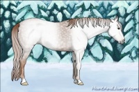Horse Color:Gray Chestnut 