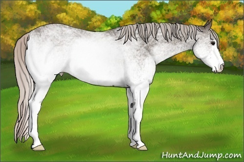 Horse Color: White Spotted Silver Black 