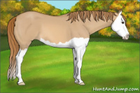 Horse Color:Red Dun Splash 