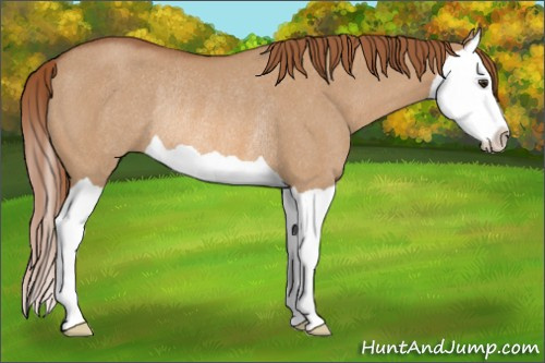 Horse Color: Red Dun Splash Rabicano 