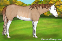 Horse Color:Red Dun Splash Rabicano