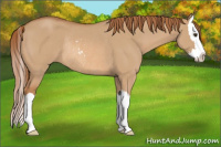 Horse Color:Red Dun Sabino Splash Rabicano 