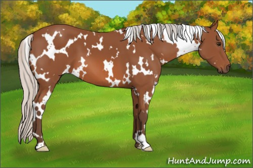 Horse Color: White Spotted Silver Bay 