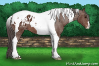 Horse Color:Bay Tobiano Blanket 