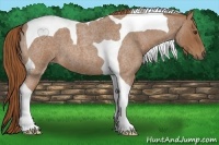 Horse Color:Red Roan Tobiano 