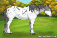 Horse Color:White Spotted Blue Roan Splash Appaloosa 