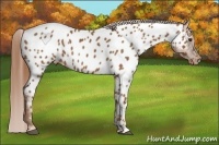 Horse Color:Chestnut Near Leopard 