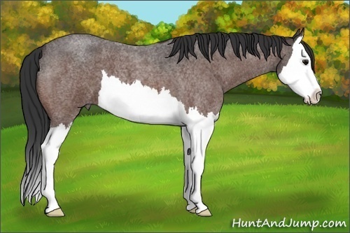 Horse Color: Bay Roan Splash 