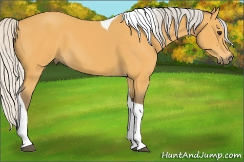Horse Color:Silver Buckskin Tobiano