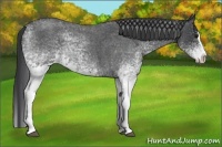 Horse Color:White Spotted Blue Roan Splash 