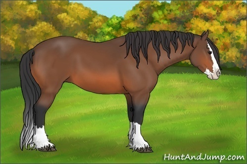 Horse Color: Unknown 