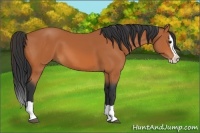 Horse Color:Bay Splash 