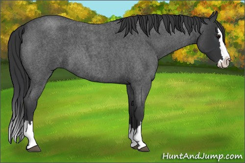 Horse Color: Blue Roan Splash 