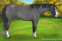 Horse Color:Blue Roan Splash 